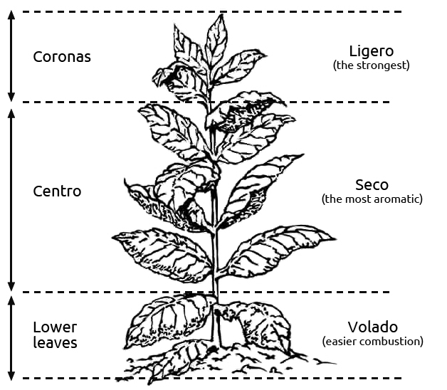 kolumbus-plant